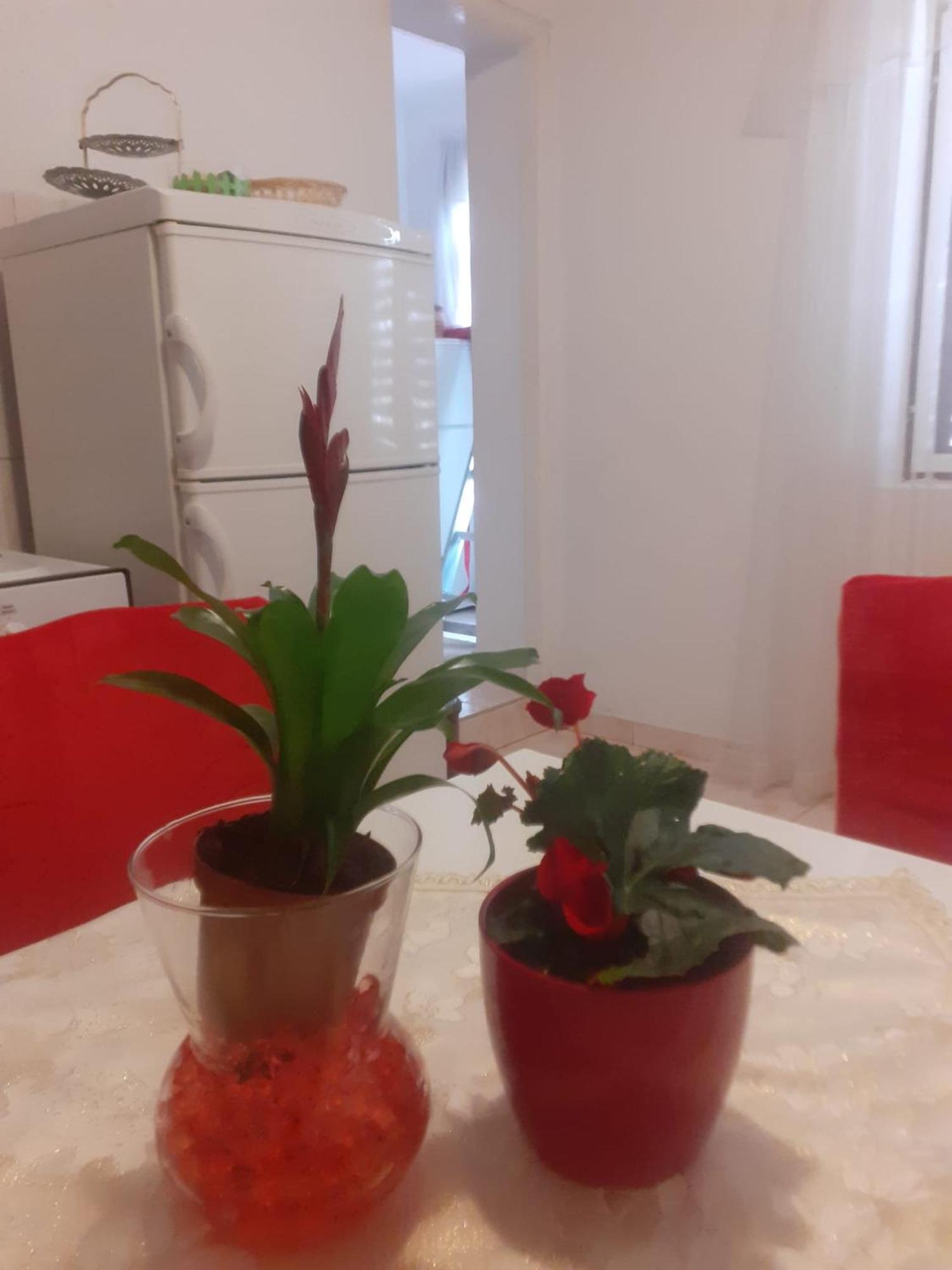 Apartman Sunce Raslina Exterior photo